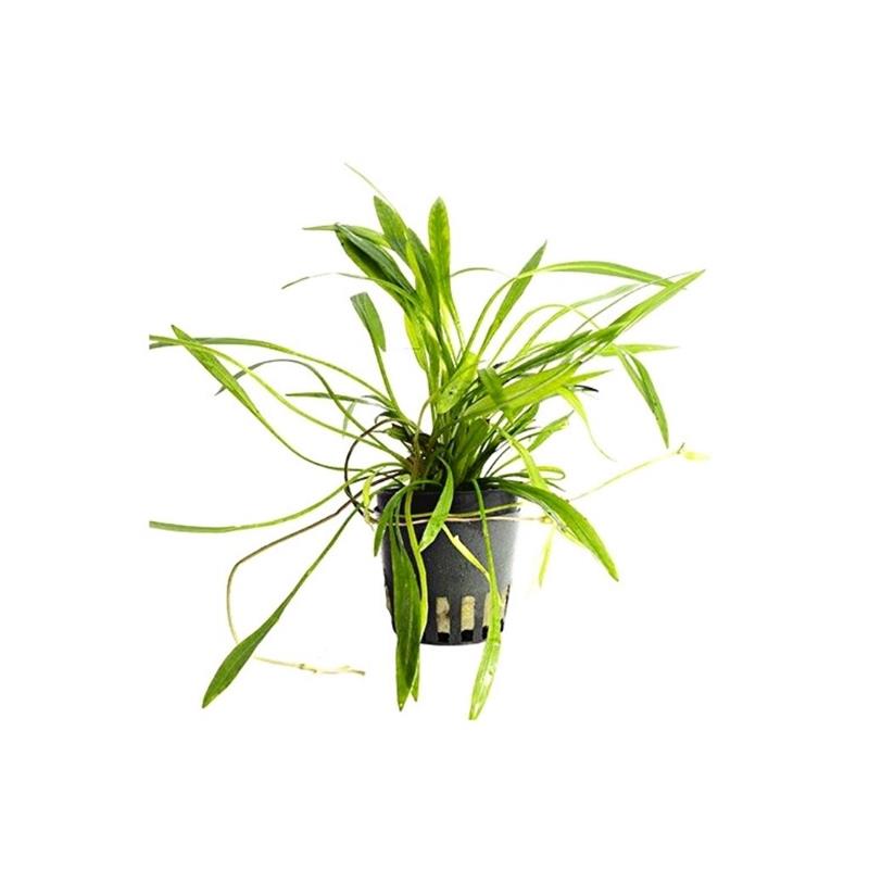 Planta acvariu Stoffels Helanthium bolivianum (Latifolius / Xingu) - imagine 3